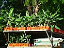 Vitroplants de bananiers prêts à être plantés