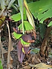 Fleur de bananier