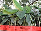 Vitroplants de bananiers prêts à être plantés