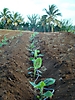 Plantation de vitroplants de bananiers