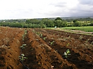 Vitroplants de bananiers fraîchement plantés