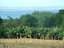 Bananeraie