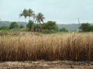Champ de canne brûlé sur Marie Galante