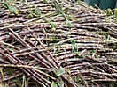 Fagots de canne coupées manuellement à Marie Galante
