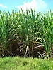 Canne à sucre