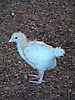Jeune poule 
