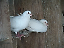 Filière Aviculture