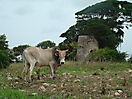 Zébu au piquet sur Marie Galante