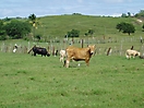 Bovins créoles