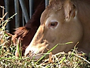 Tête bovine 