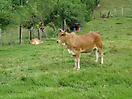 Vache créole