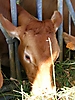 Tête bovine