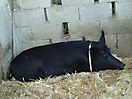 Filière Porcins