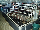 Têtée porcine