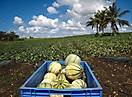 Melons sur champ 