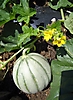 Melon 