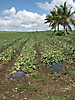 Culture de melons