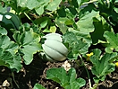 Melon 