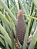 Ananas bouteille
