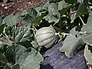 Melon 