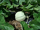 Melon 
