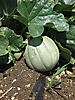 Melon 