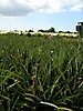 Plantation d'ananas bouteille