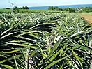 Plantation d'ananas