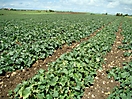 Plantation de melons 