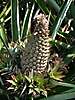 Ananas bouteille 