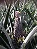 Ananas bouteille