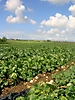 Plantation de melons 