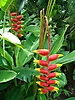 Héliconia au Jardin botanique de Deshaies 