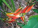 Héliconia au Jardin botanique de Deshaies