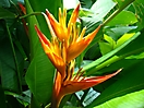 Héliconia au Jardin botanique de Deshaies