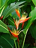 Héliconia au Parc zoologique et botanique de Deshaies