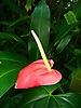 Anthurium au Parc zoologique et botanique de Deshaies