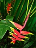 Héliconia au Parc zoologique et botanique de Deshaies