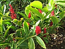 Alpinias