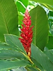 Alpinia