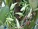 Fleurs de vanille 