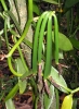 Gousses de vanille vertes
