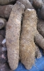 Filière Tubercules