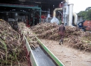 Tapis roulant convoyant les fagots de cannes vers le moulin de la distillerie pour broyage