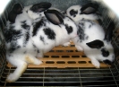 Lapins