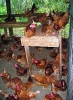 Elevage de poules