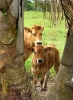 Veau Aubrac