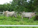 Mâle Brahman et femelle Charolaise