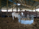 Zébu brahman
