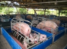 Maternité porcine
